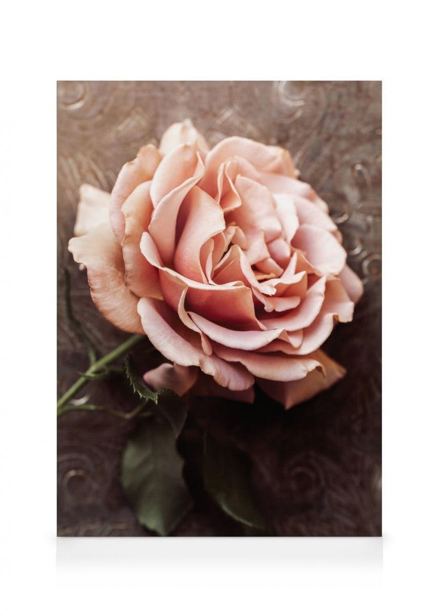 Różowa róża obraz na płótnie (50x70 cm - Czarna ramka) - Poster Store