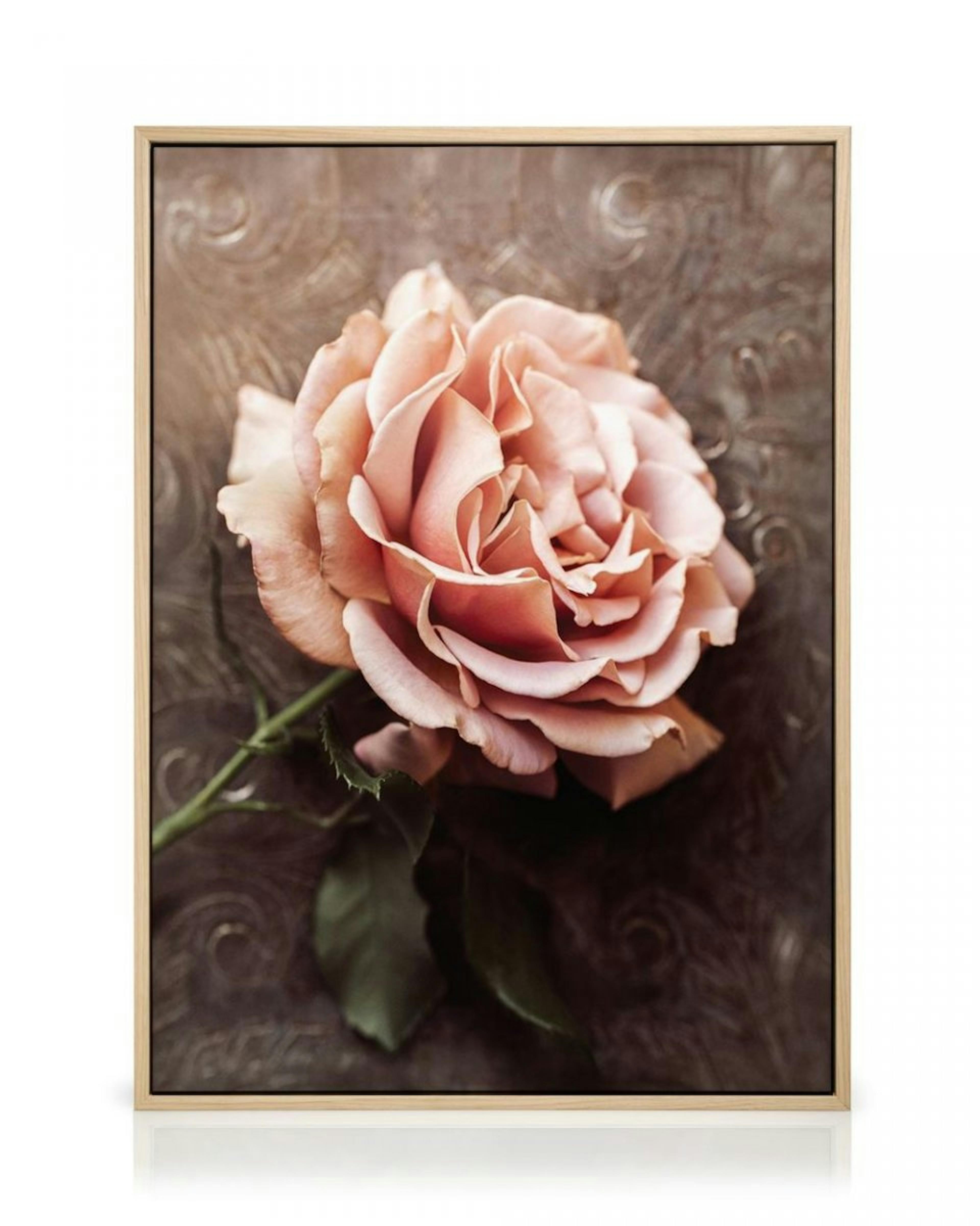 Pink Rose Canvas thumbnail