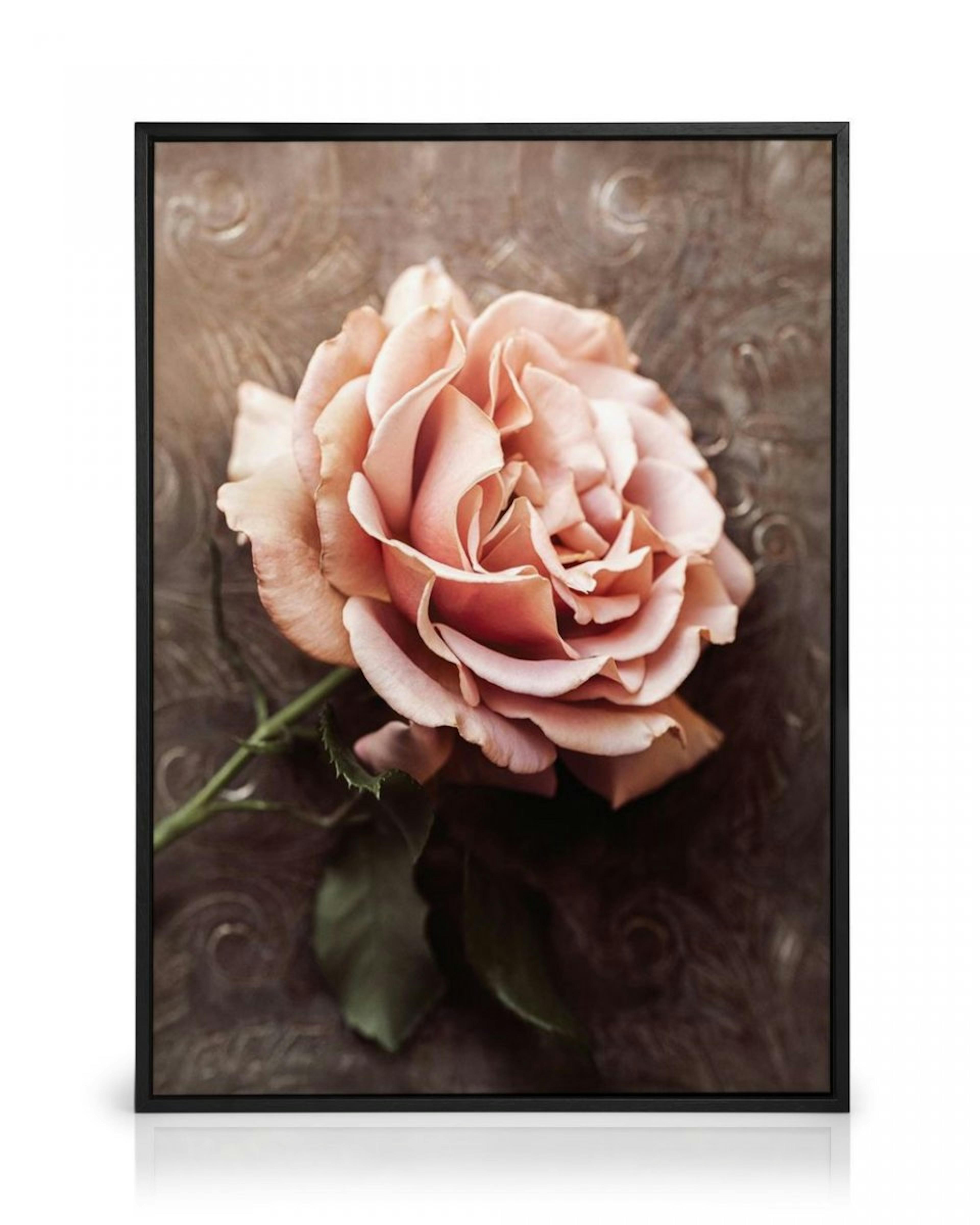 Pink Rose Canvas thumbnail