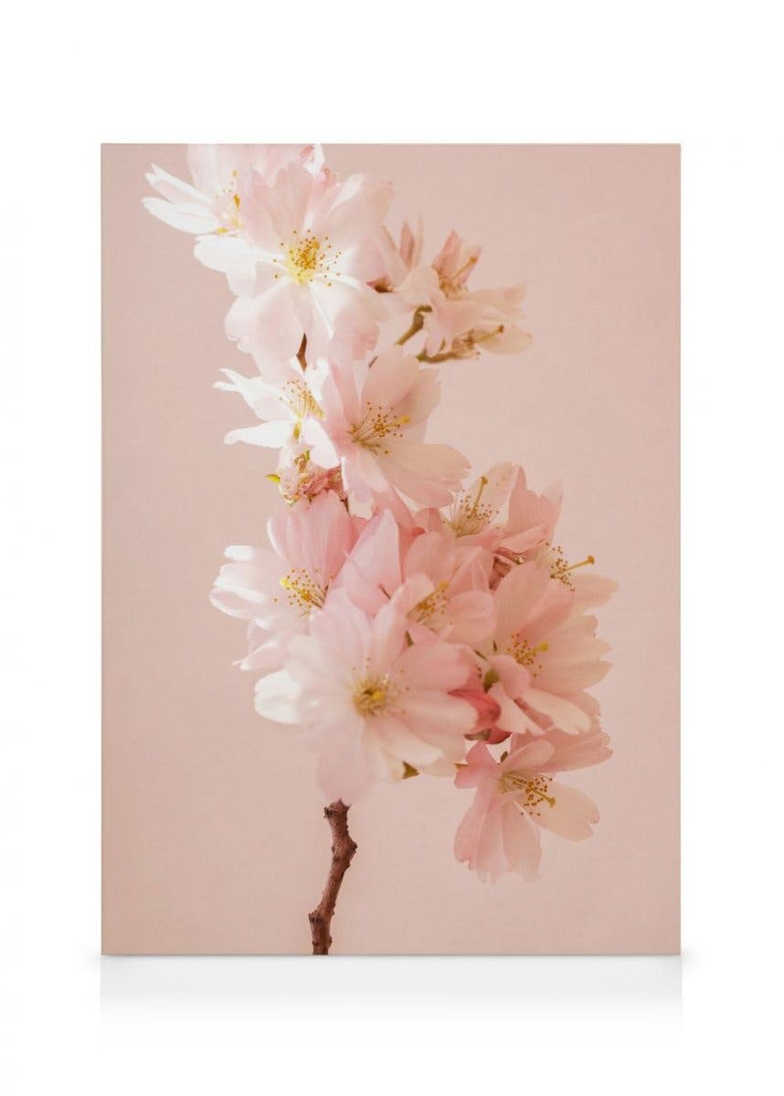 Canvas Prints - Romantic Cherry Blossom Canvas (30x40 cm - Black Frame) - Poster Store