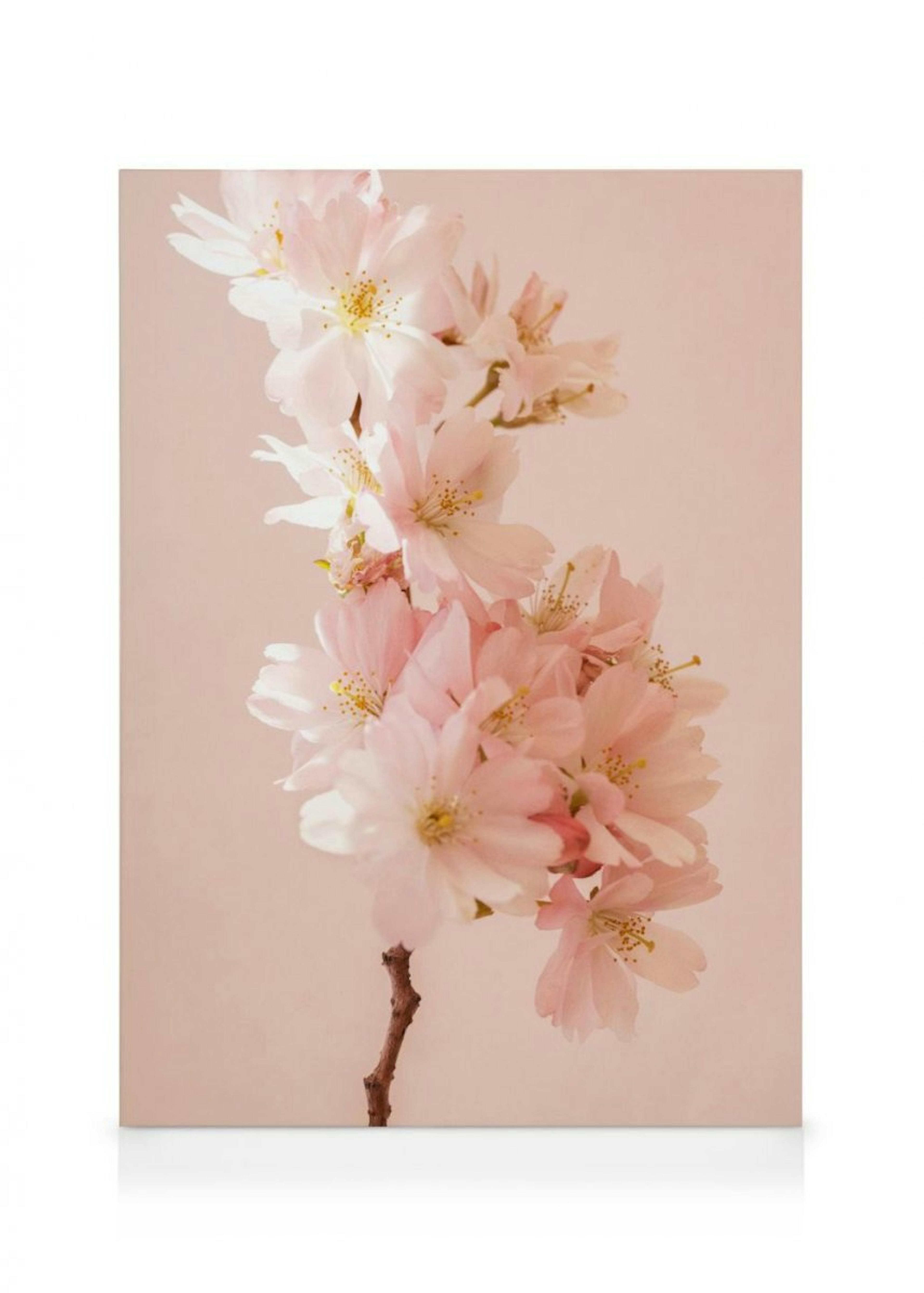 Romantic Cherry Blossom Canvas 0