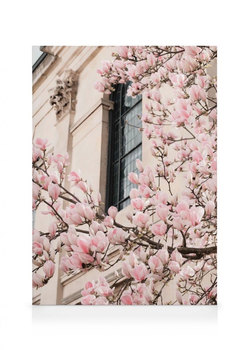Lyserød Magnolia Blomst Lærred (30x40 cm - Sort Ramme) - Poster Store