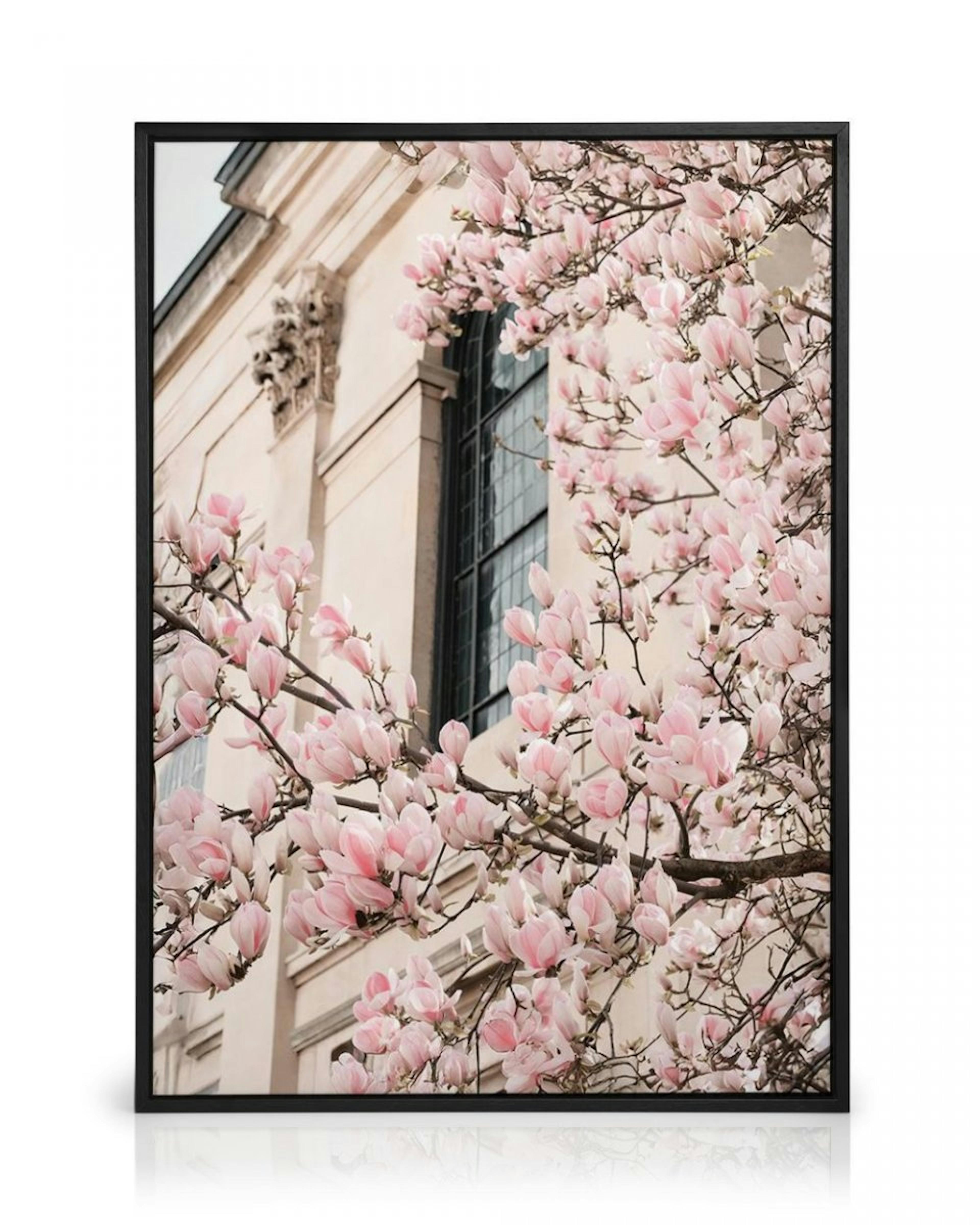 Pink Magnolia Blossom Canvas thumbnail