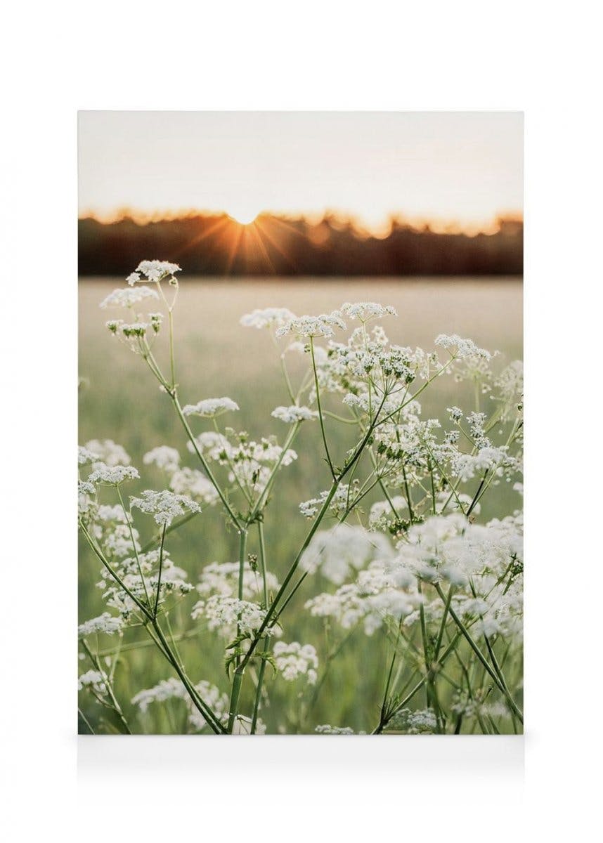 Wildflower Glow Obraz na płótnie (30x40 cm - Czarna ramka) - Poster Store