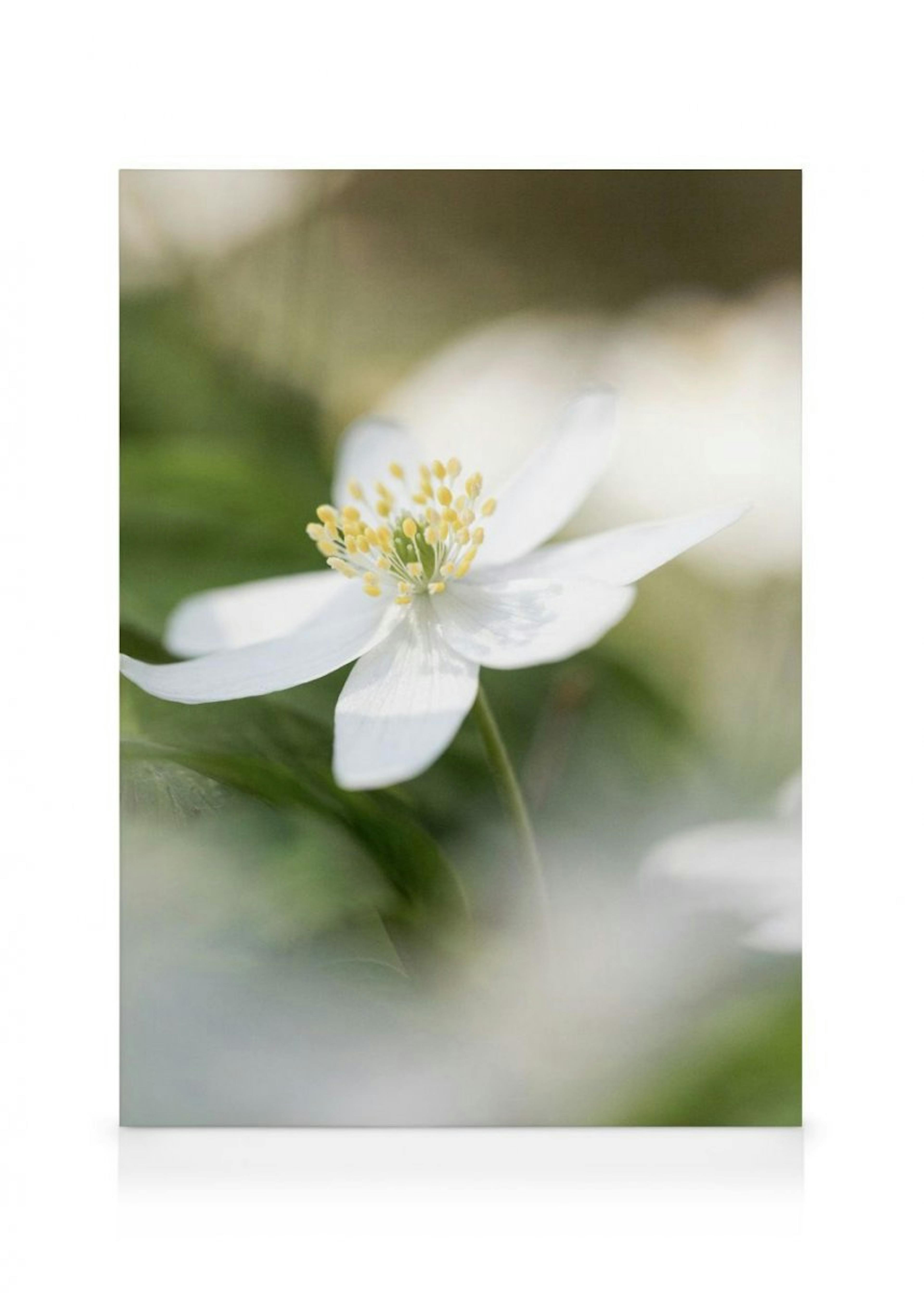 Wood Anemone Canvas 0