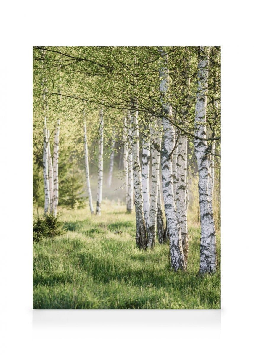 Wiosenny brzozowy las Obraz na płótnie (50x70 cm) - Poster Store