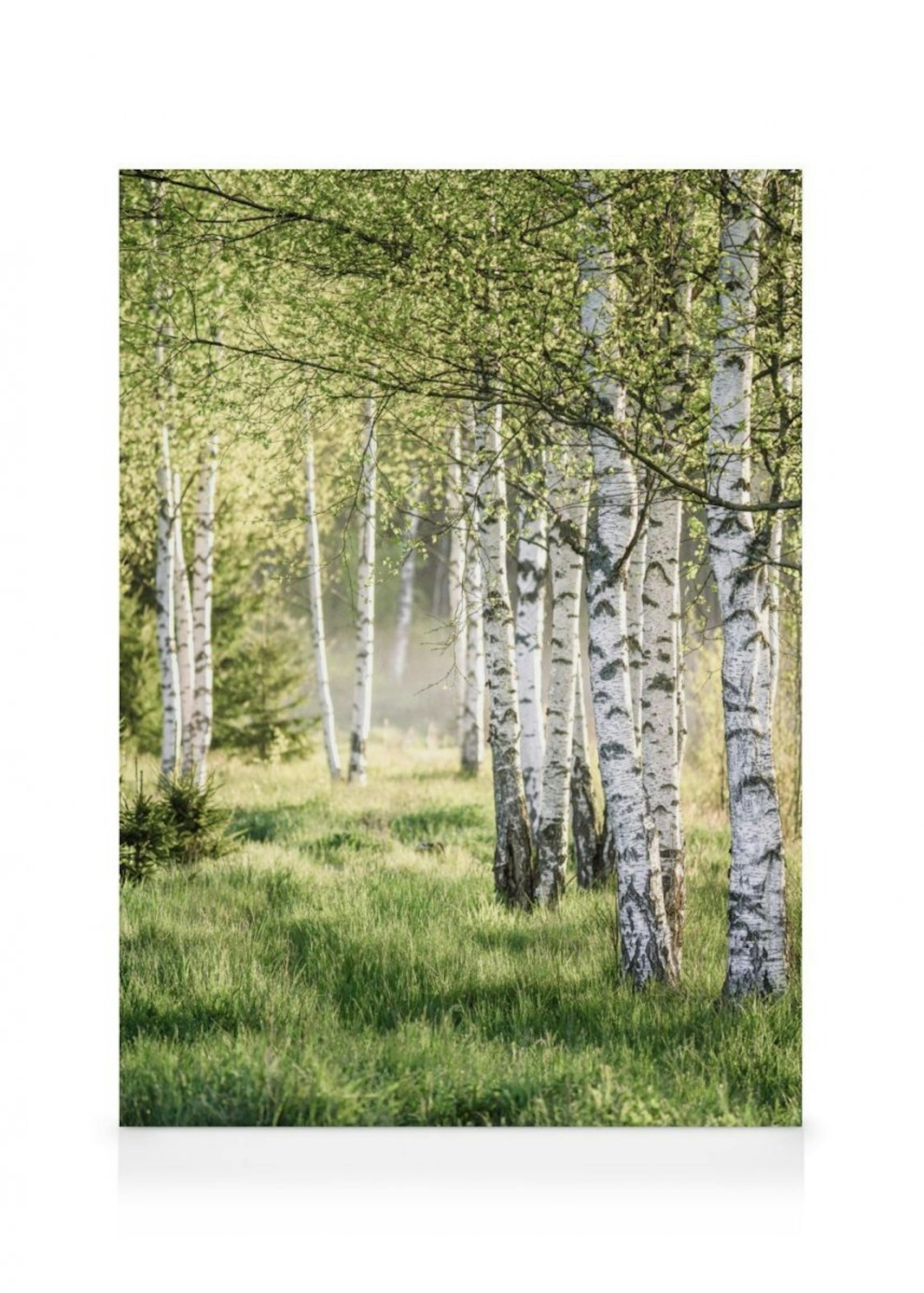 Spring Birch Forest Canvas 0