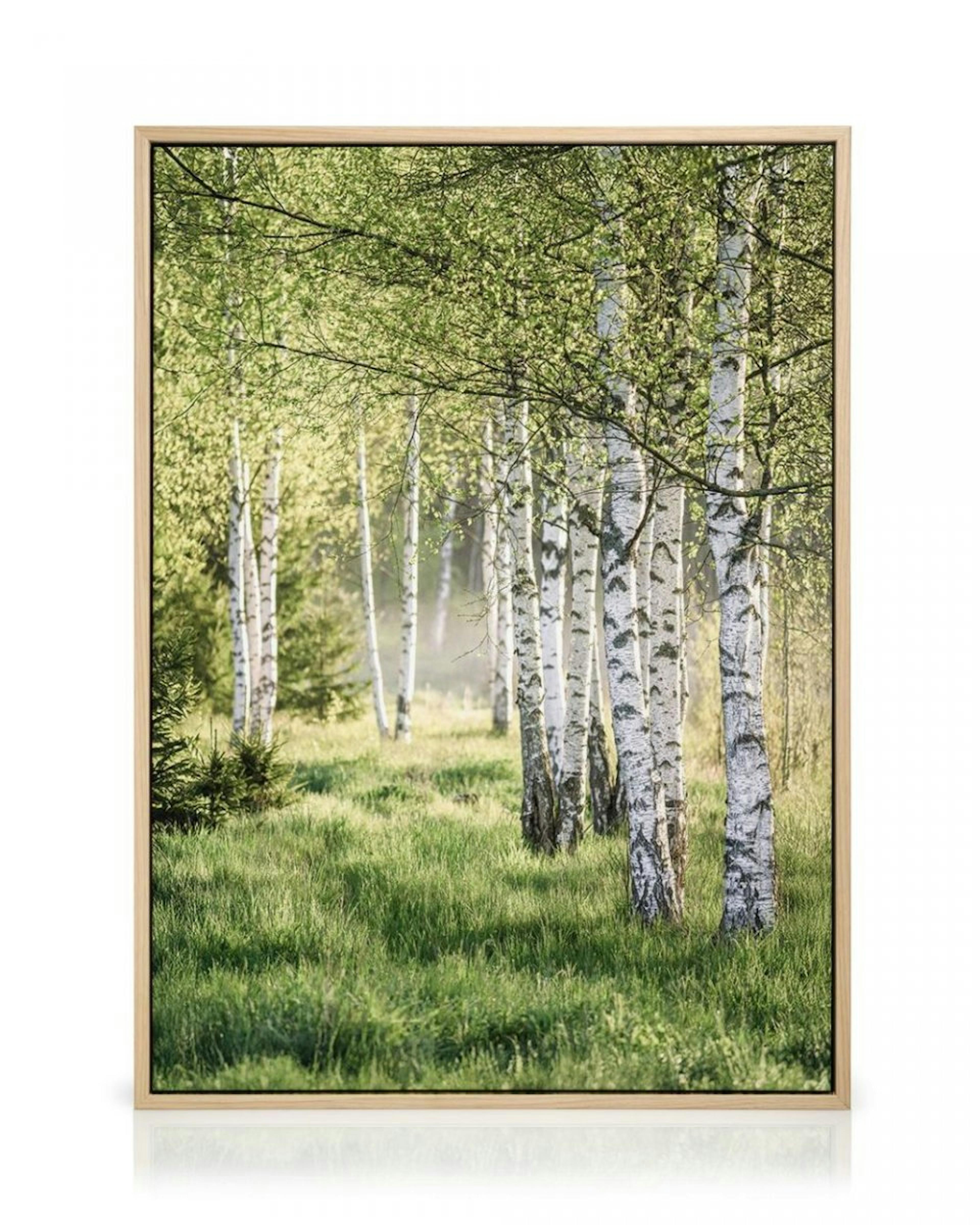 Spring Birch Forest Canvas thumbnail