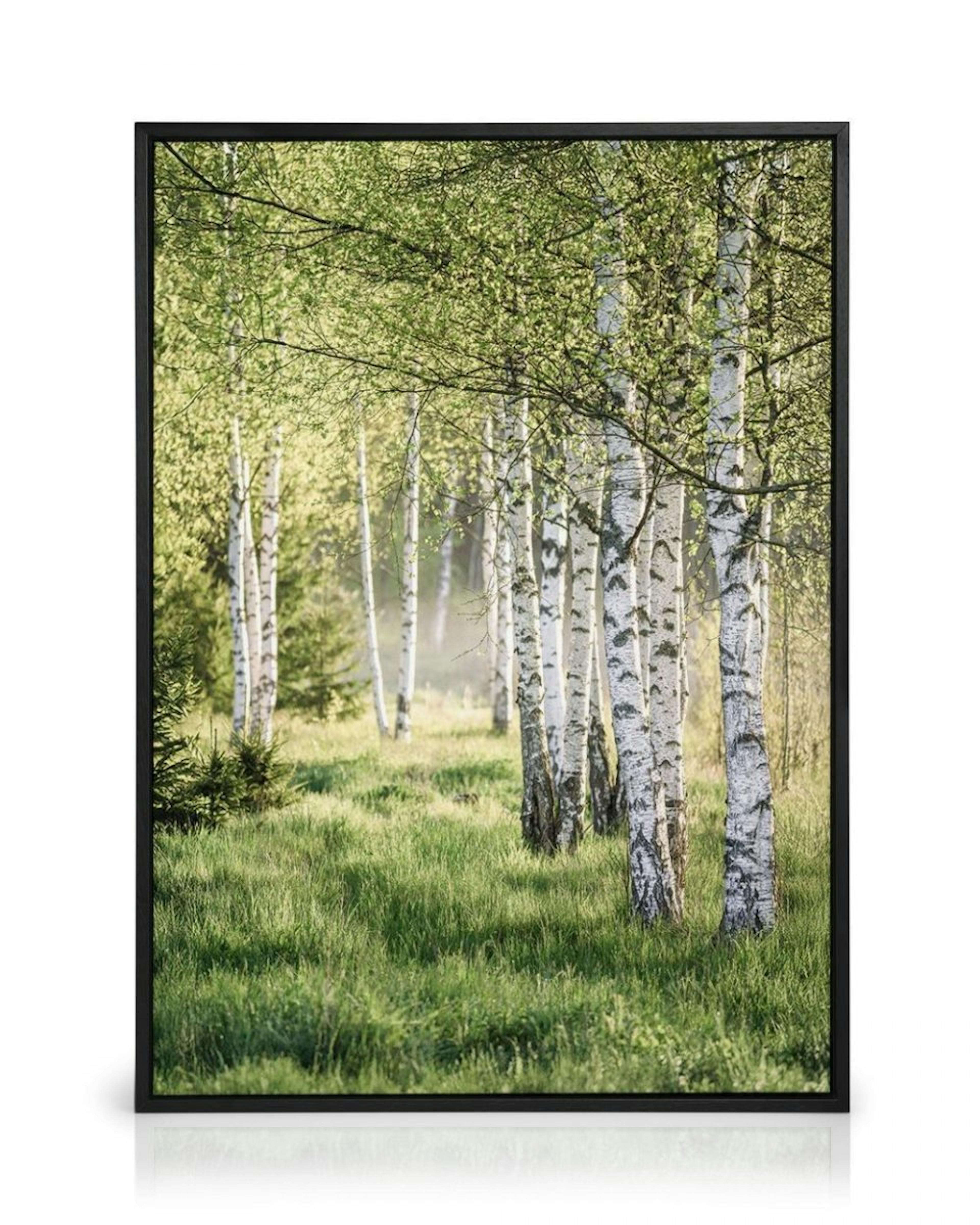 Spring Birch Forest Canvas thumbnail