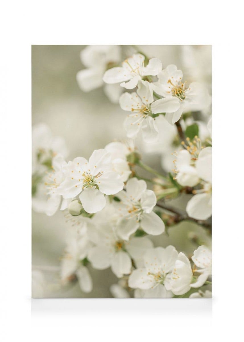 Canvastavlor - Vårblommor Canvastavla (50 x 70 cm - Ekram) - Poster Store