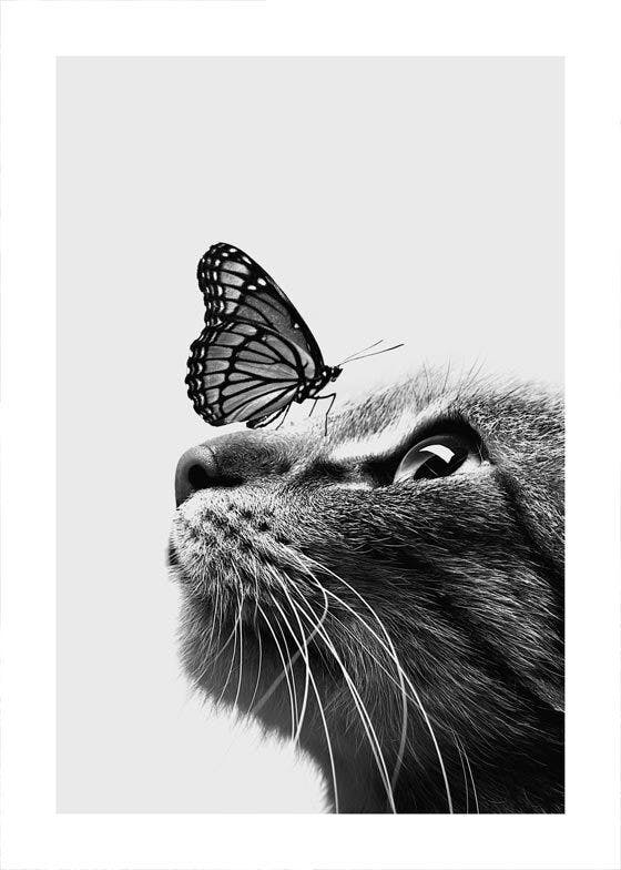 Cica és pillangó poszter 0