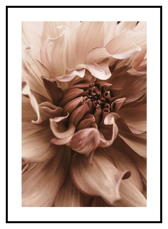 Dahlia Flower Poster (50x70 cm) - Poster Store