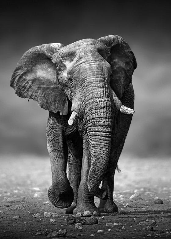 Fenséges elefánt poszter 0