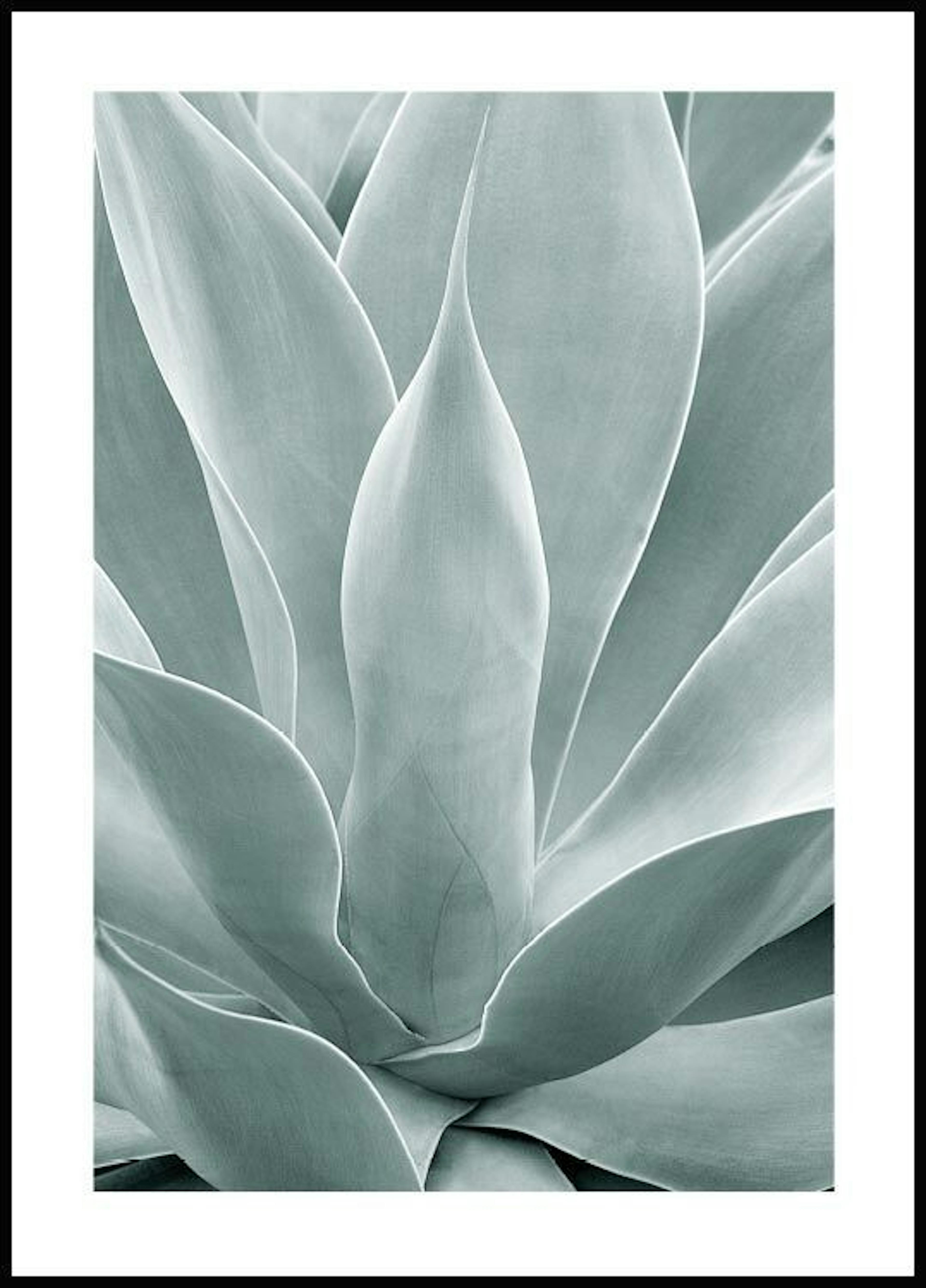 Agave cactus Poster 0
