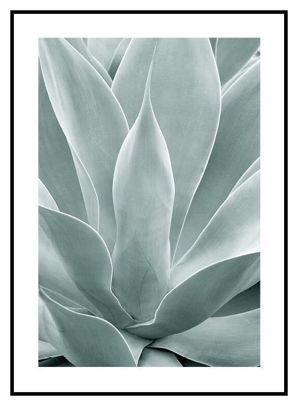 Plakat Agawa-Kaktus (50x70 cm) - Poster Store