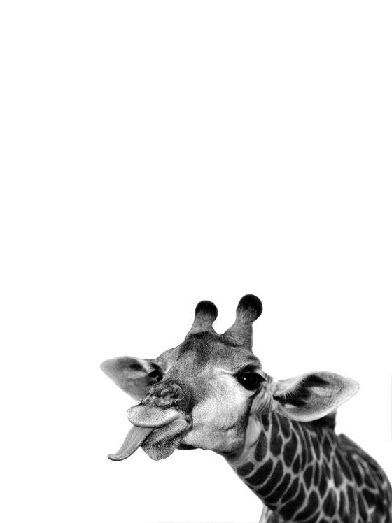 Funny Giraffe Poster 0