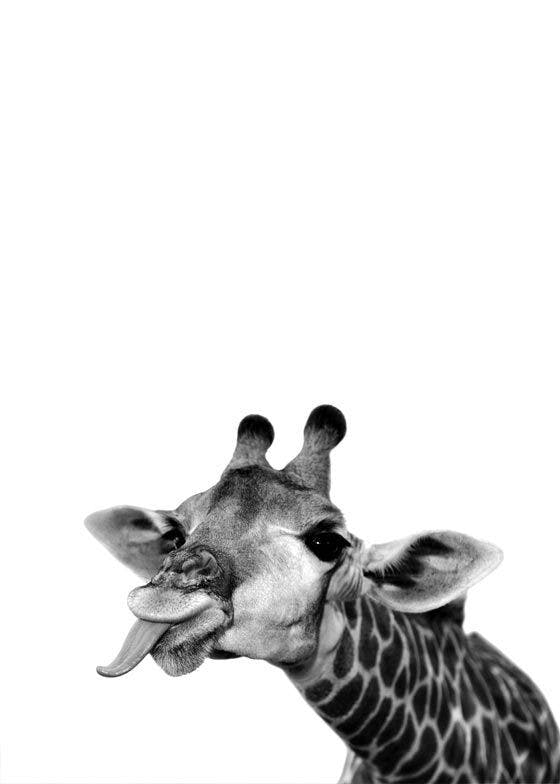 Srandovní žirafa Plakát 0