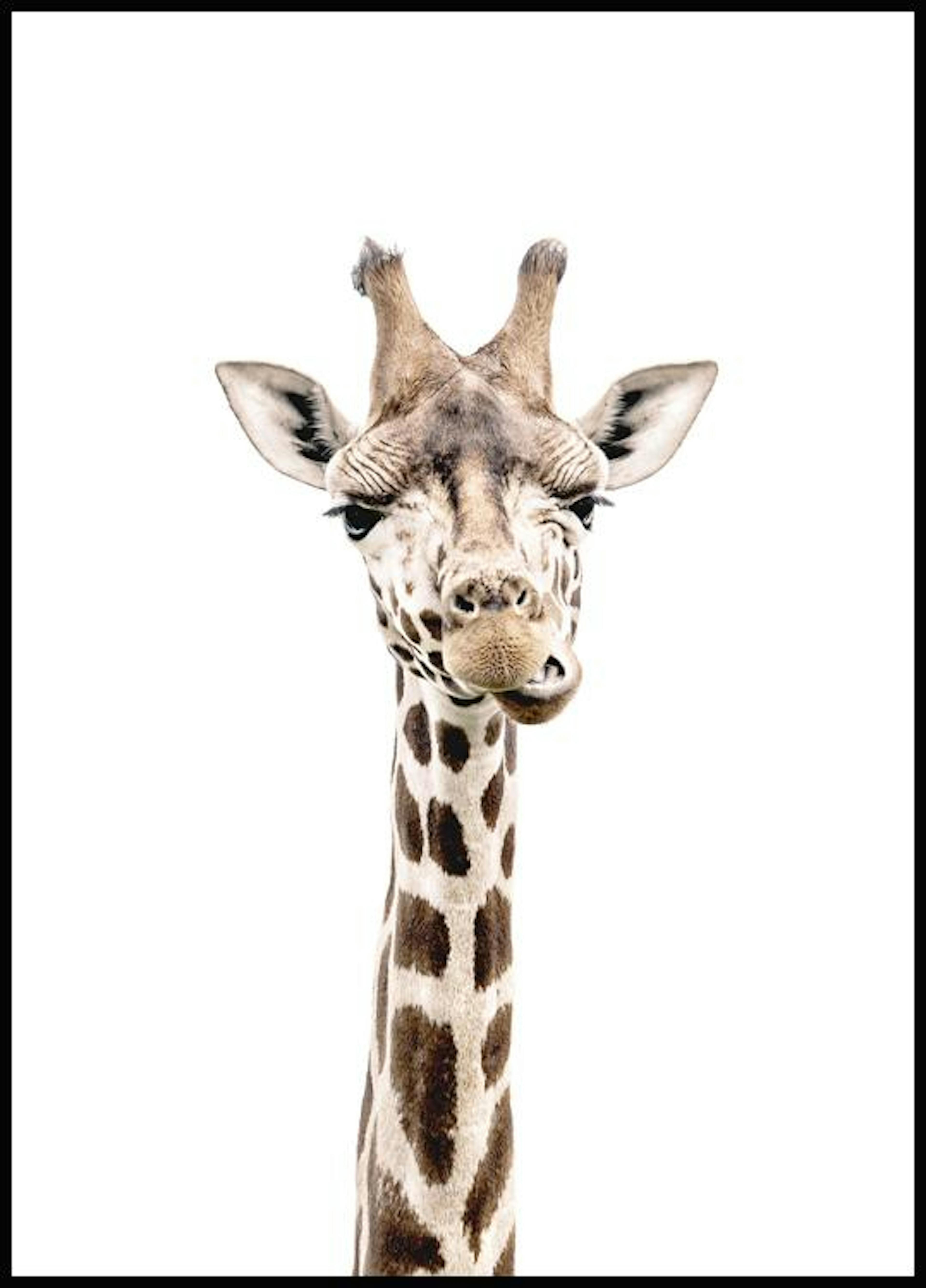 Žirafí krk Plakát 0