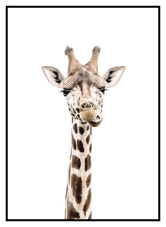 Giraffe Poster (21x30 cm) - Poster Store
