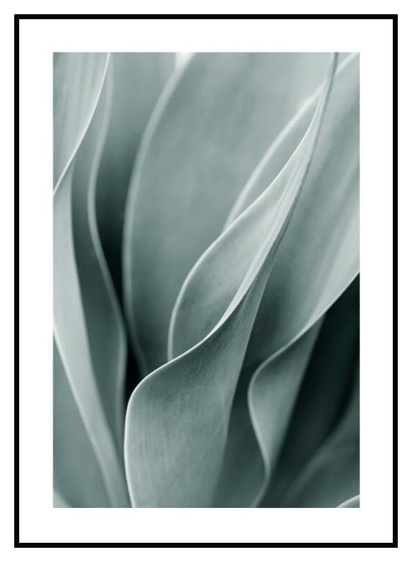 Plakat Liście Agawy (50x70 cm) - Poster Store