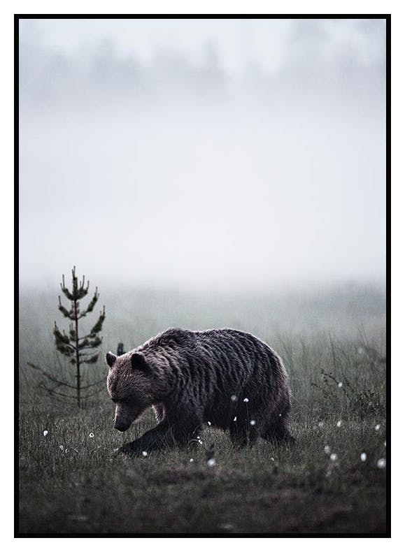 Plakat Niedźwiedź (21x30 cm) - Poster Store