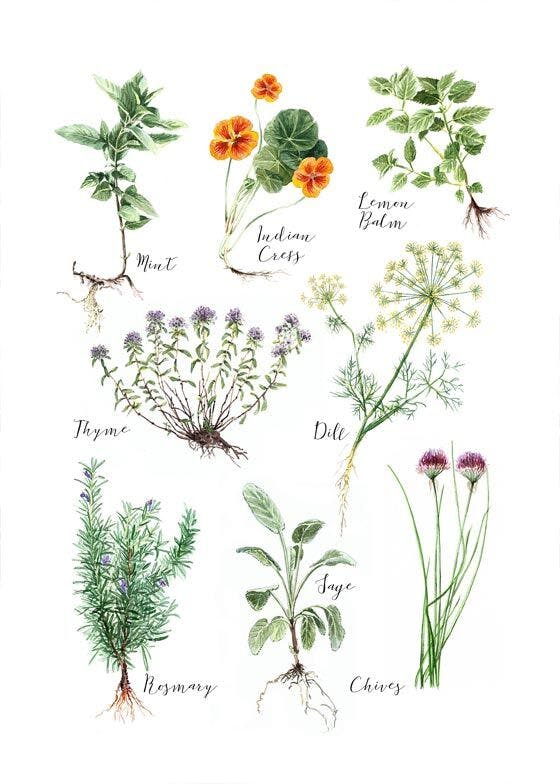 Kitchen Herbs Poster 0