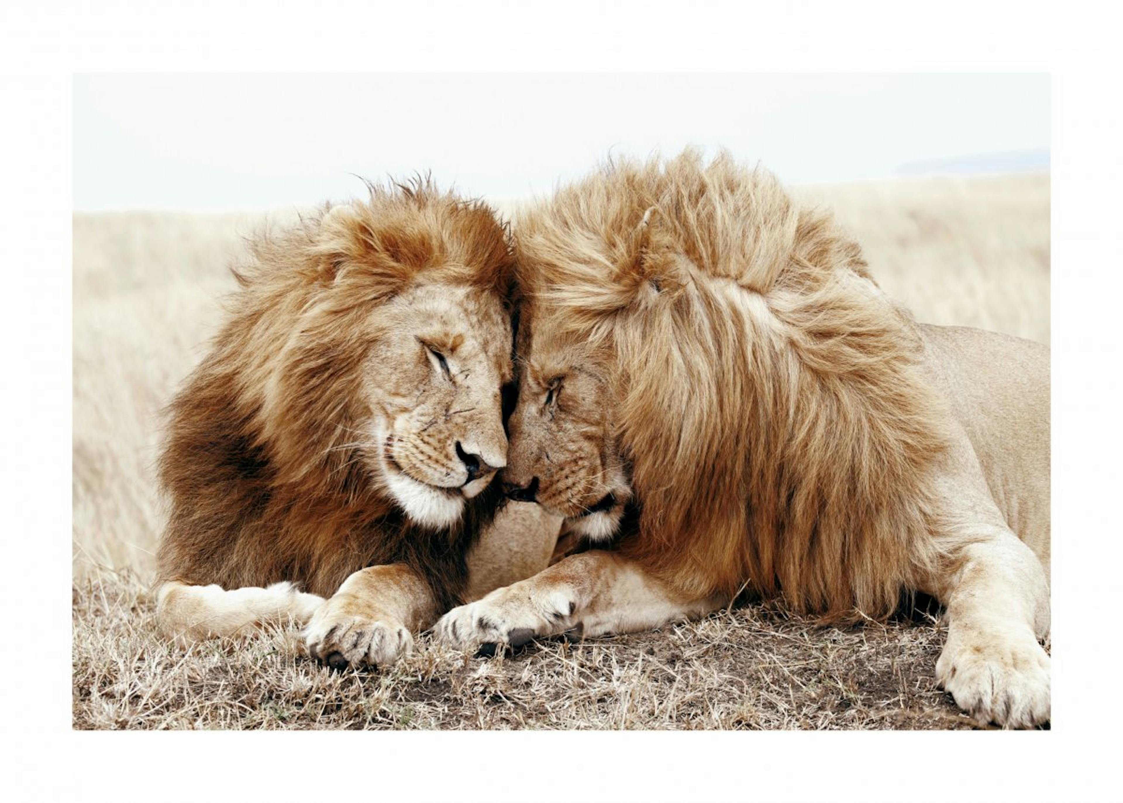 Lion Brothers Poster 0