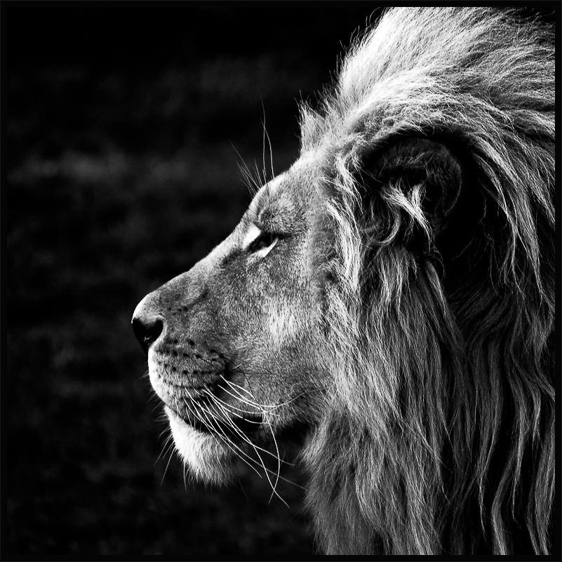Lion Poster - black and white lion print