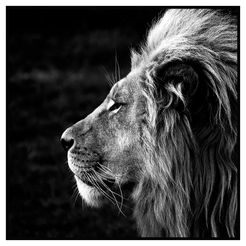 Lion Juliste (50x50 cm) - Poster Store