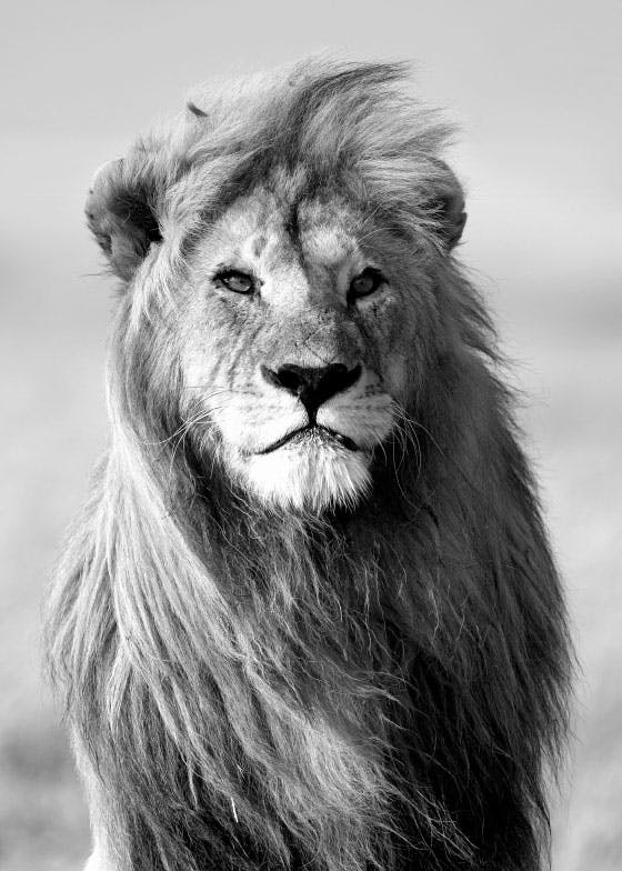 Majestic Lion Juliste 0