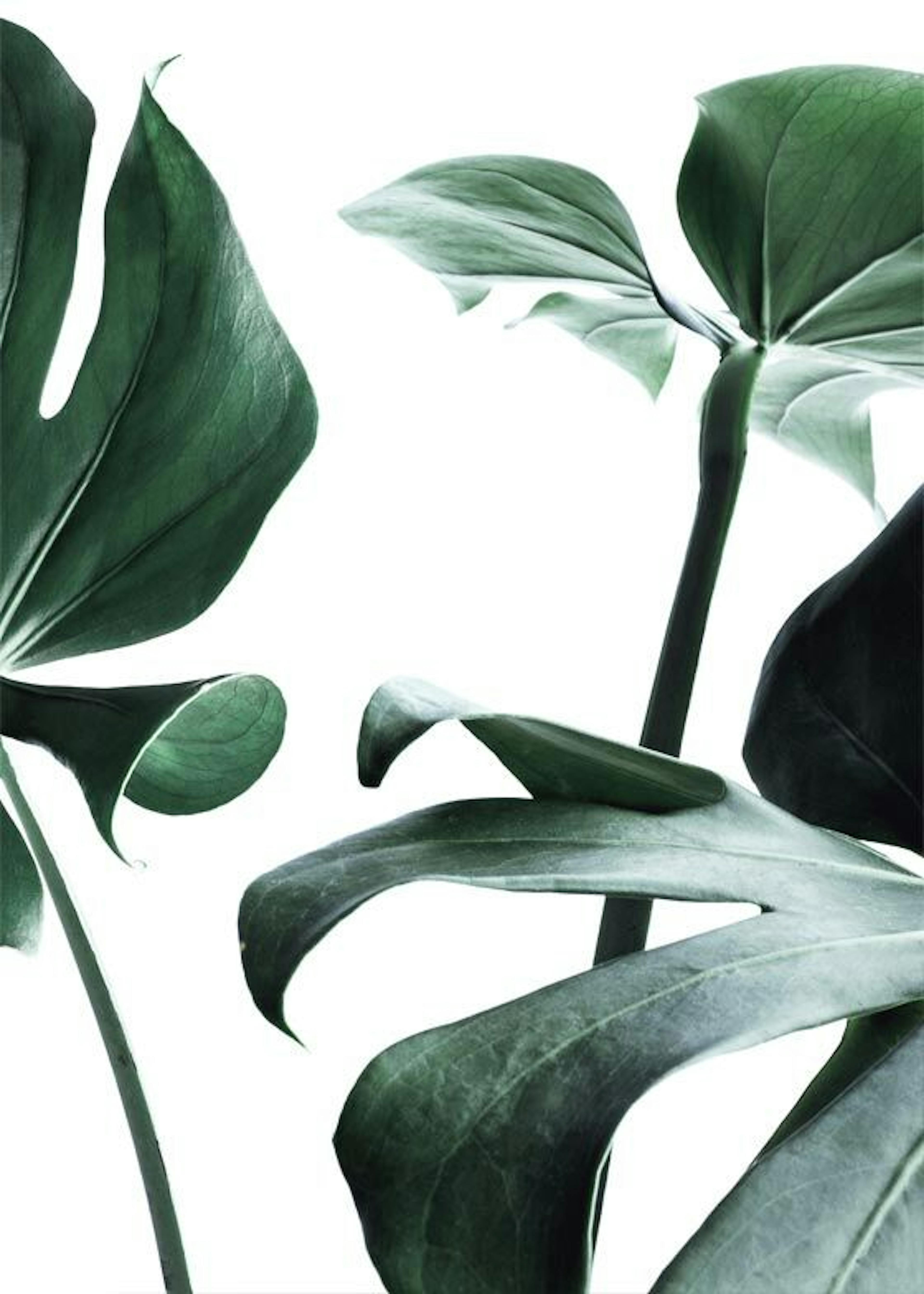 Monstera no. 1 Poster 0