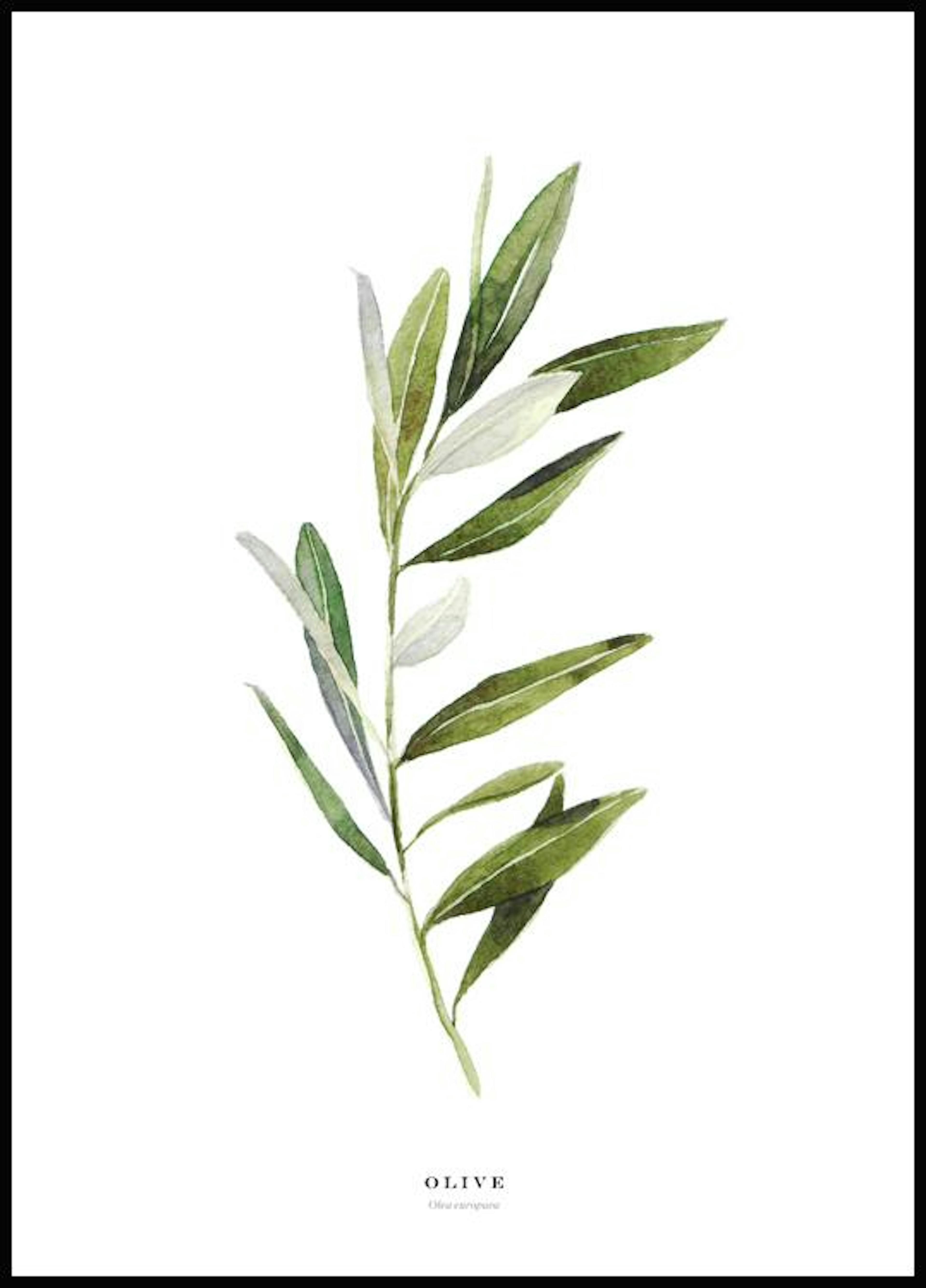 Olive Juliste 0