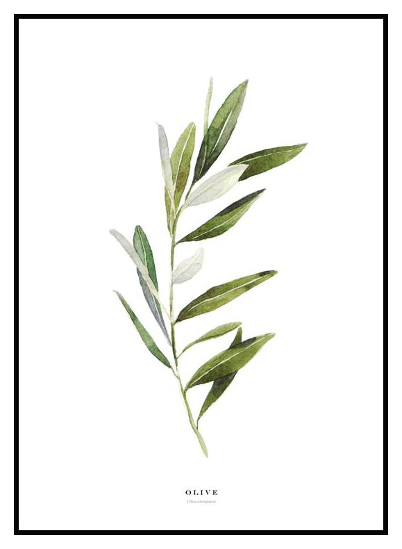 Plakat Oliwa (21x30 cm) - Poster Store