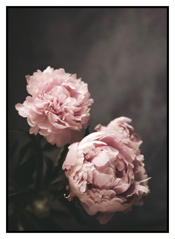 Peonies Poster (40x50 cm) - Poster Store