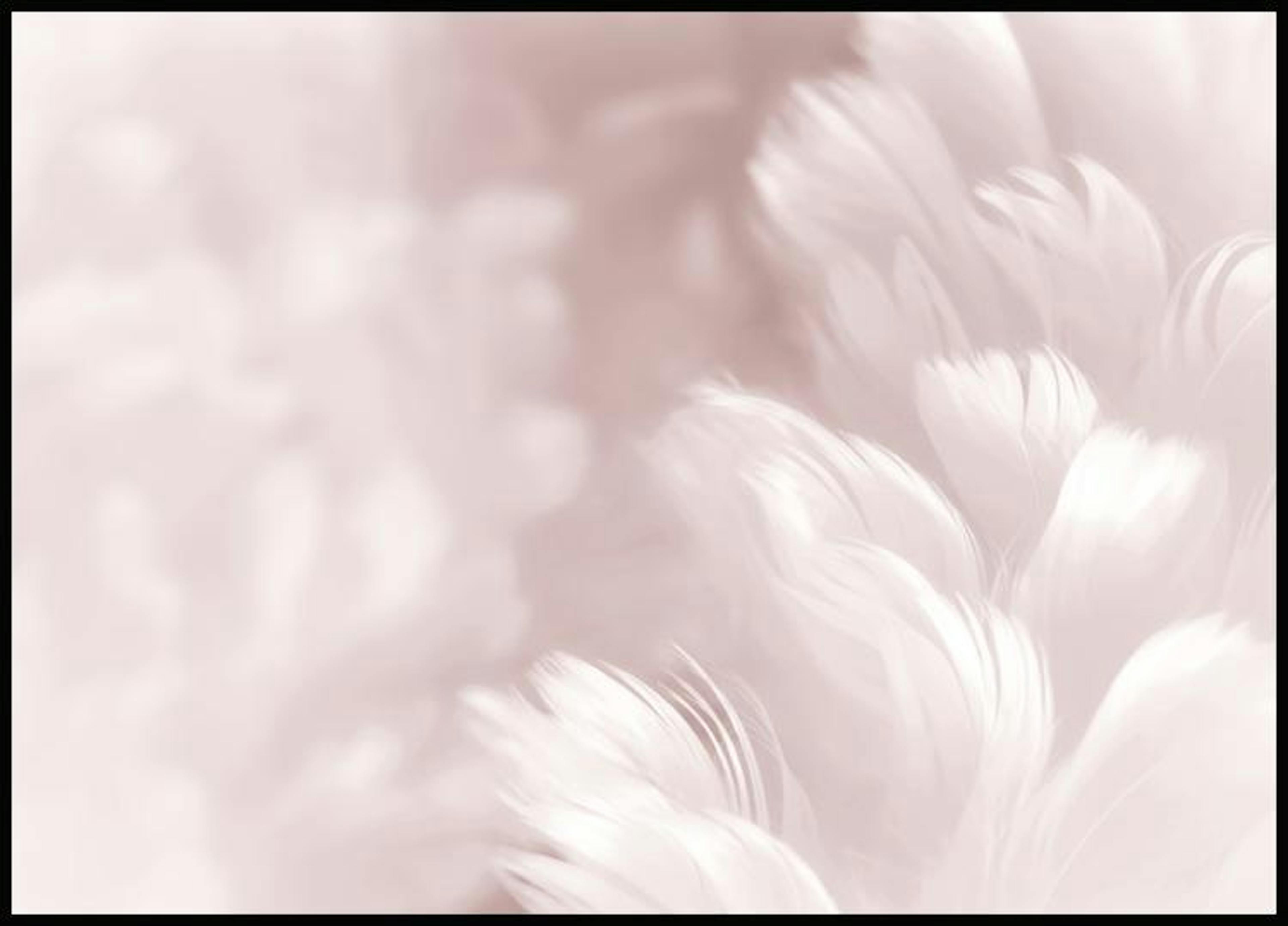 Pink Feathers Poster thumbnail