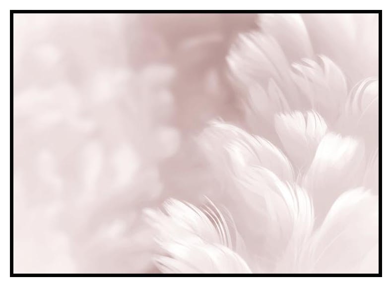 Pink Feathers Poster (50x70 cm) - Poster Store