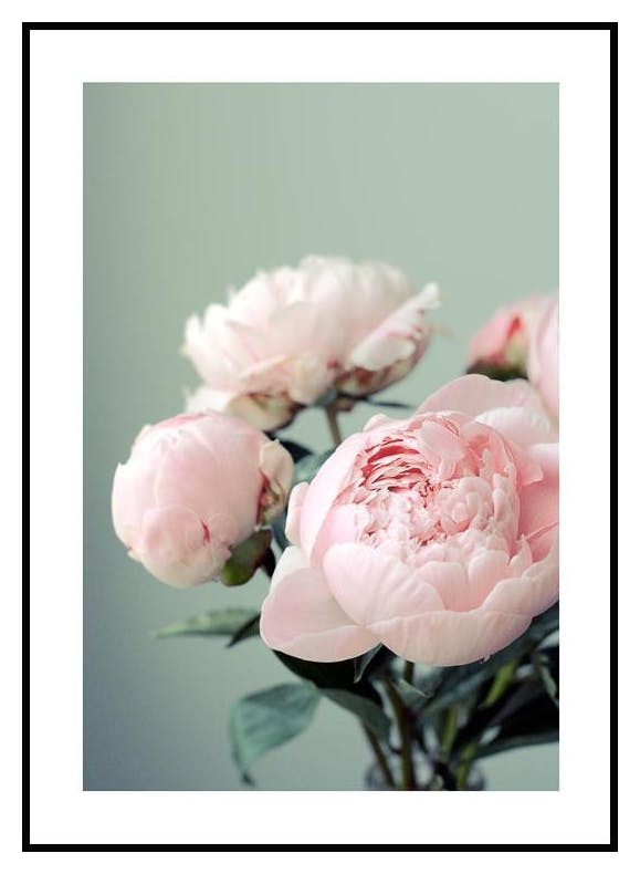 Pink Peonies Poster (30x40 cm) - Poster Store