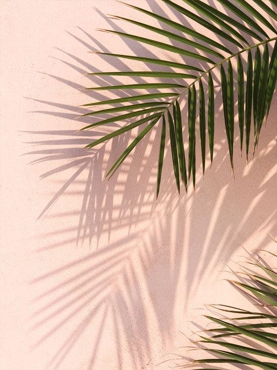 Pink Wall Palms Poster 0