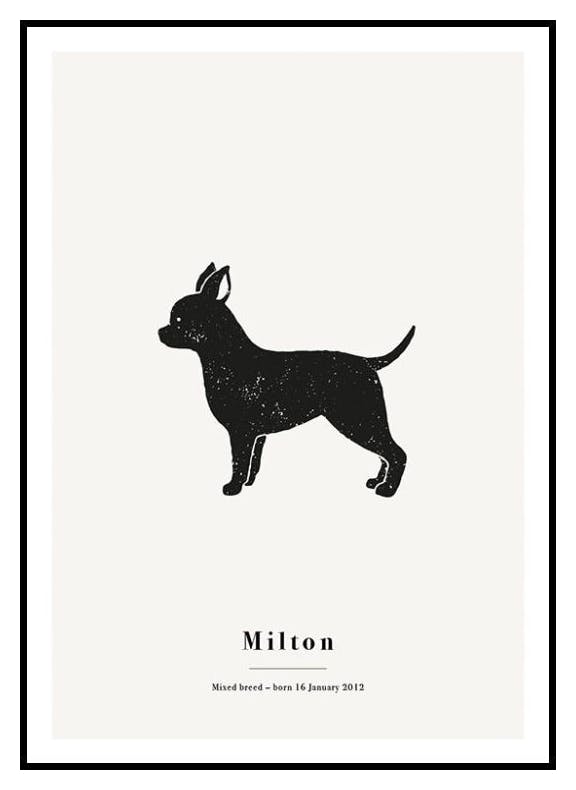 My Pet Chihuahua personlig plakat (50x70 cm) - Poster Store