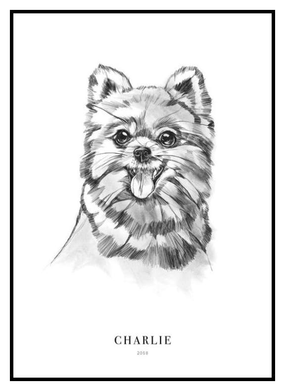 Pomeraniankoira, persoonallinen juliste (30x40 cm) - Poster Store
