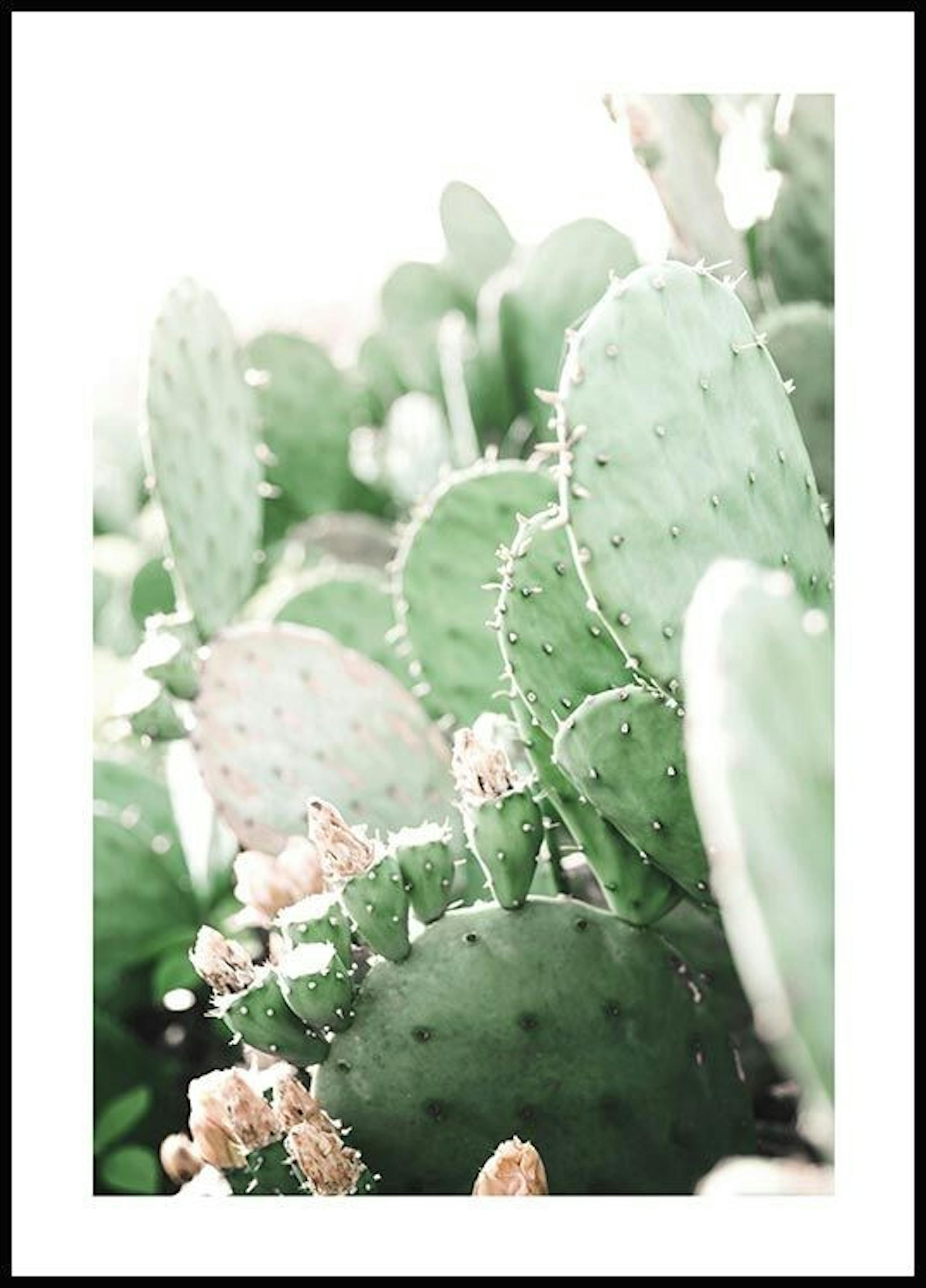 Poster cactus Prickly Pear 0
