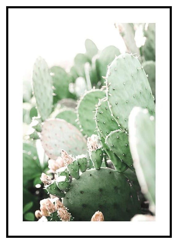 Prickly Pear Cactus. Affiche (50x70 cm) - Poster Store