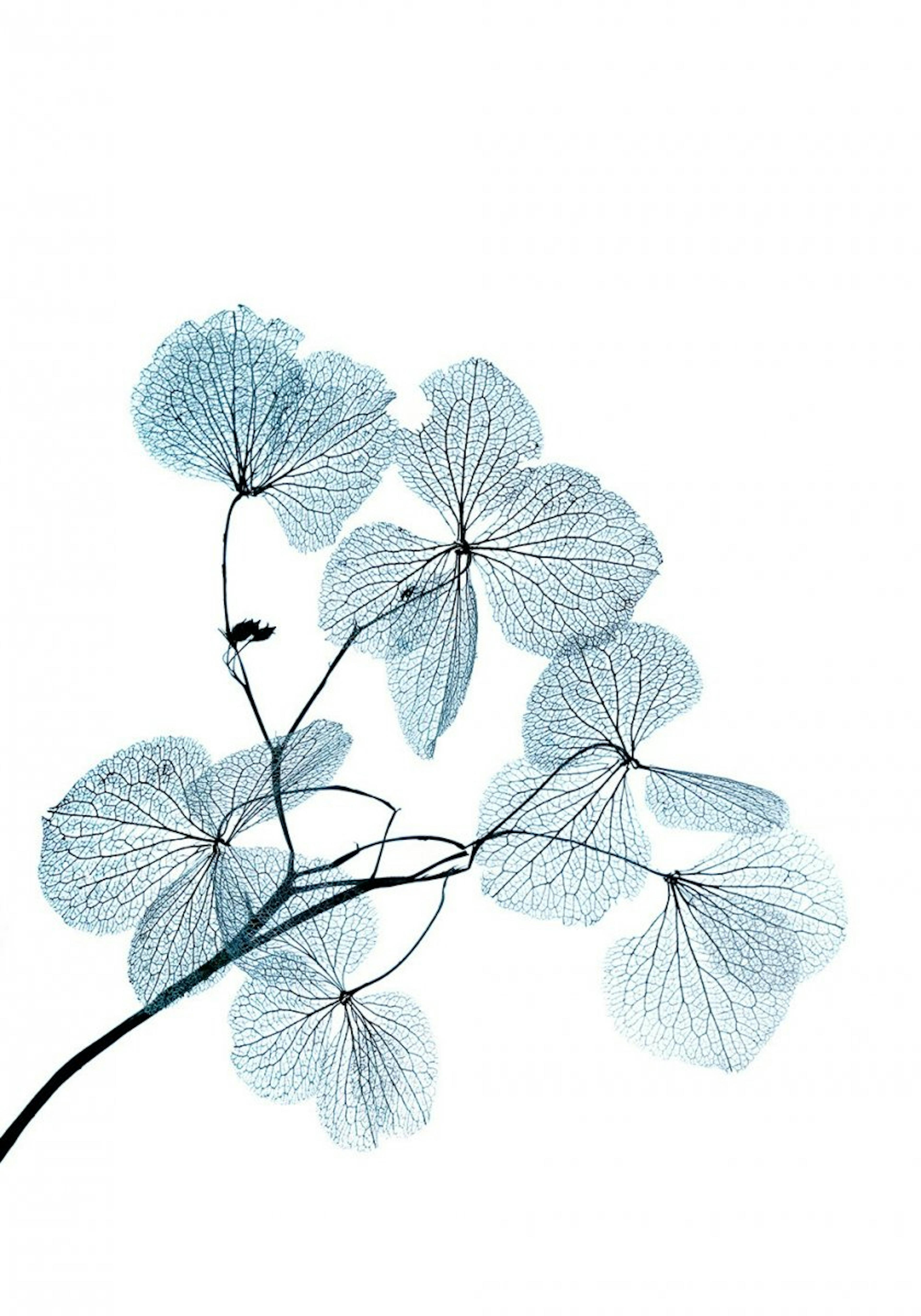 Blue Leaves. Poster 0
