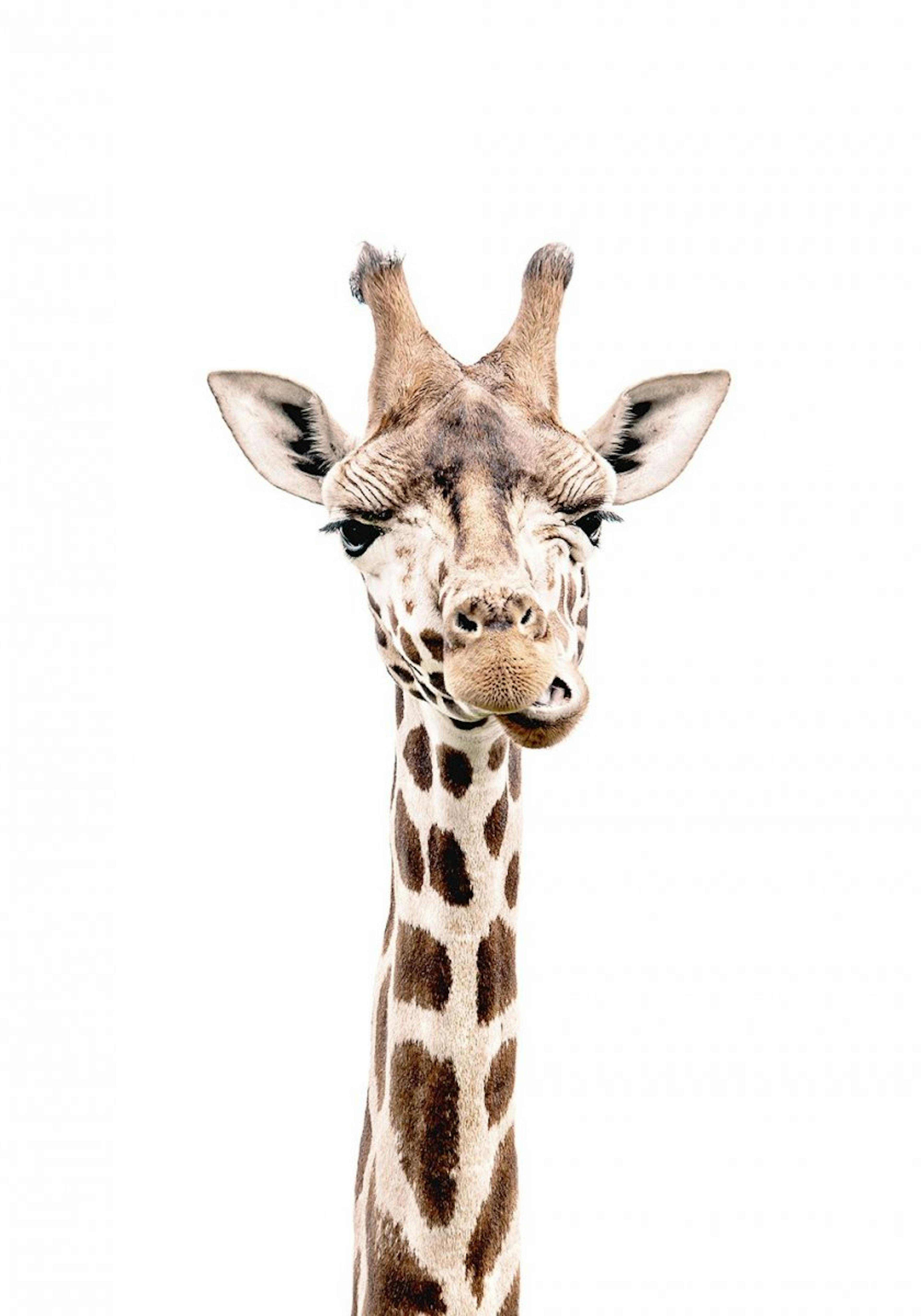 Giraffe Poster 0