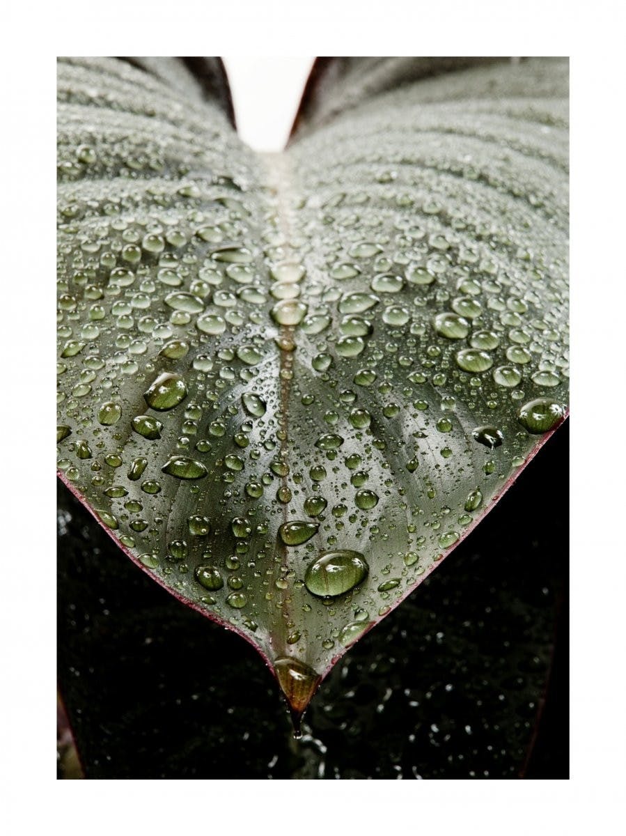 Leaf Droplets. Poster 0