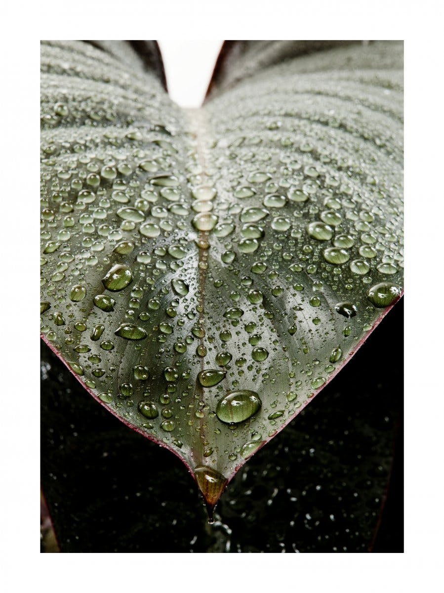 Leaf Droplets Póster 0