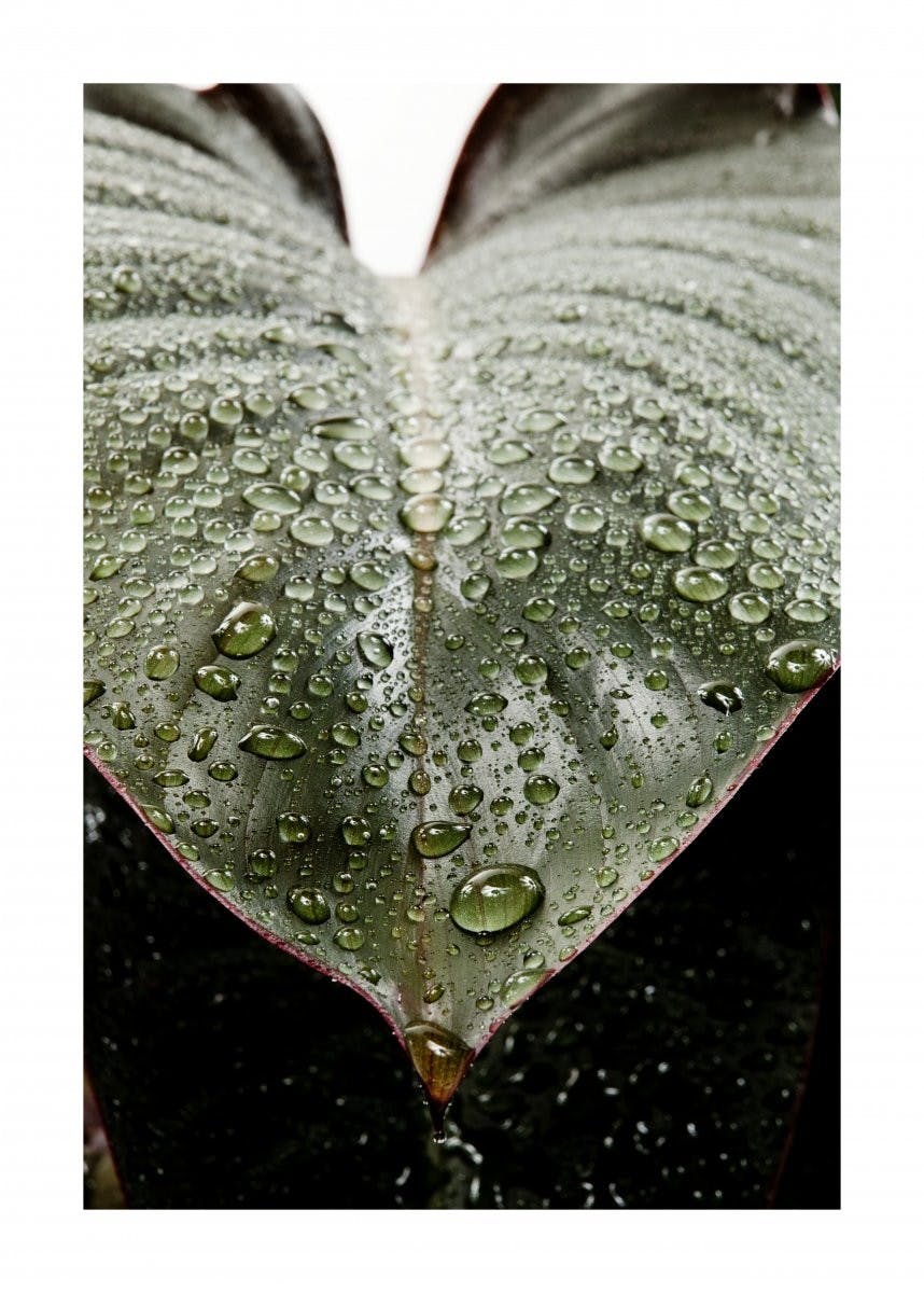 Leaf Droplets Póster 0