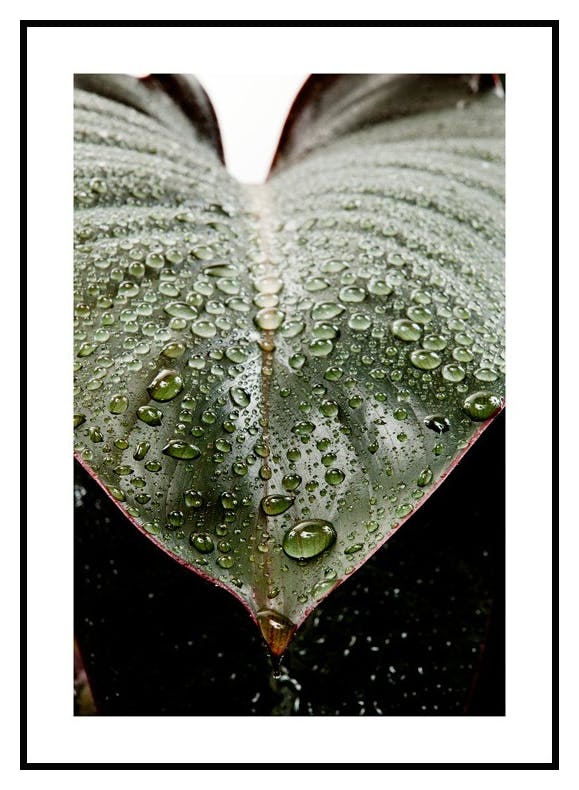 Leaf Droplets. Poster (21x30 cm) - Poster Store