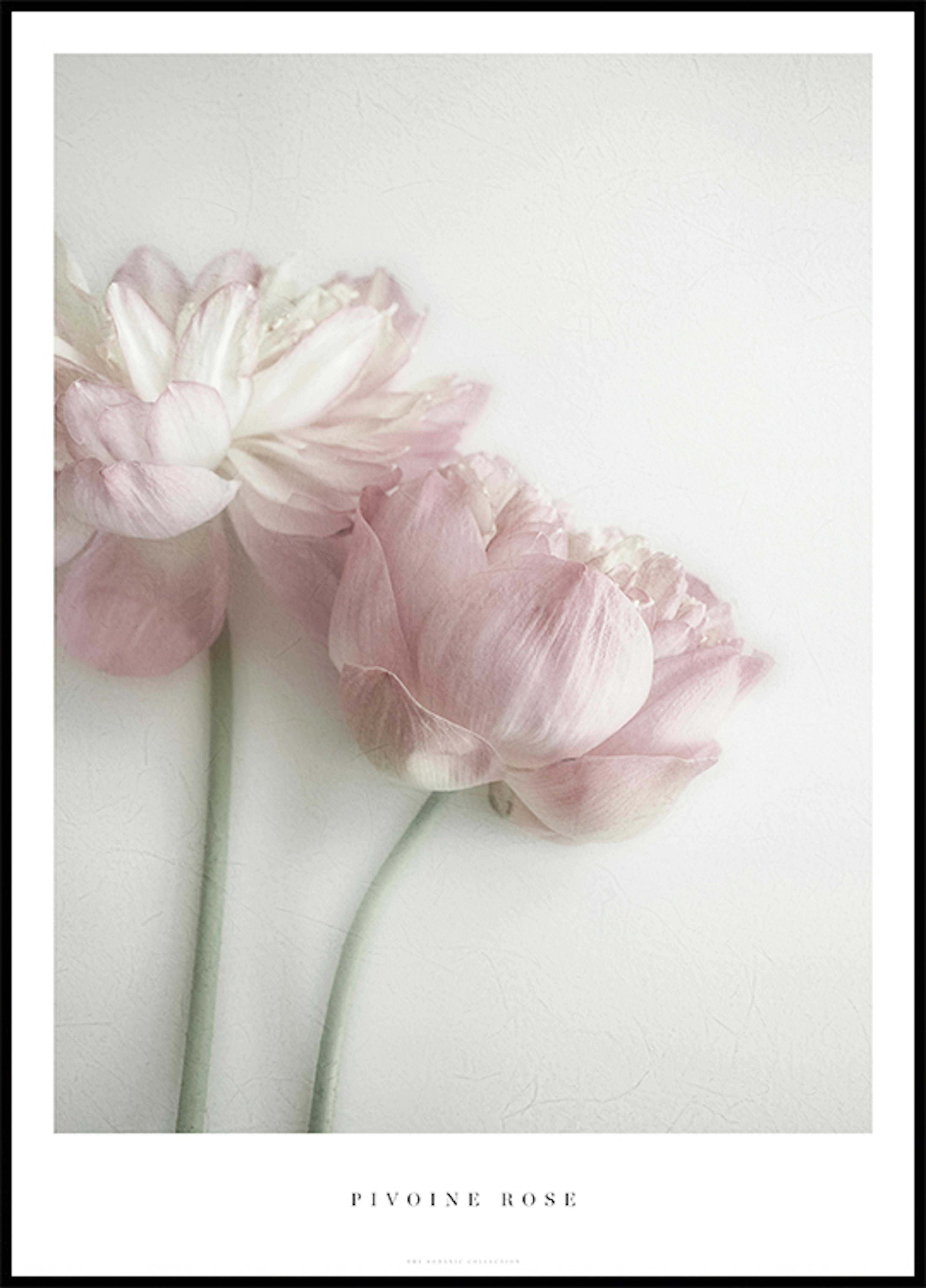 Pink Peony Poster 0