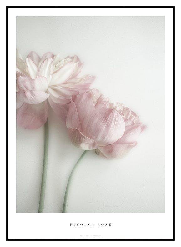 Rosa Pion Poster (50x70 cm) - Poster Store